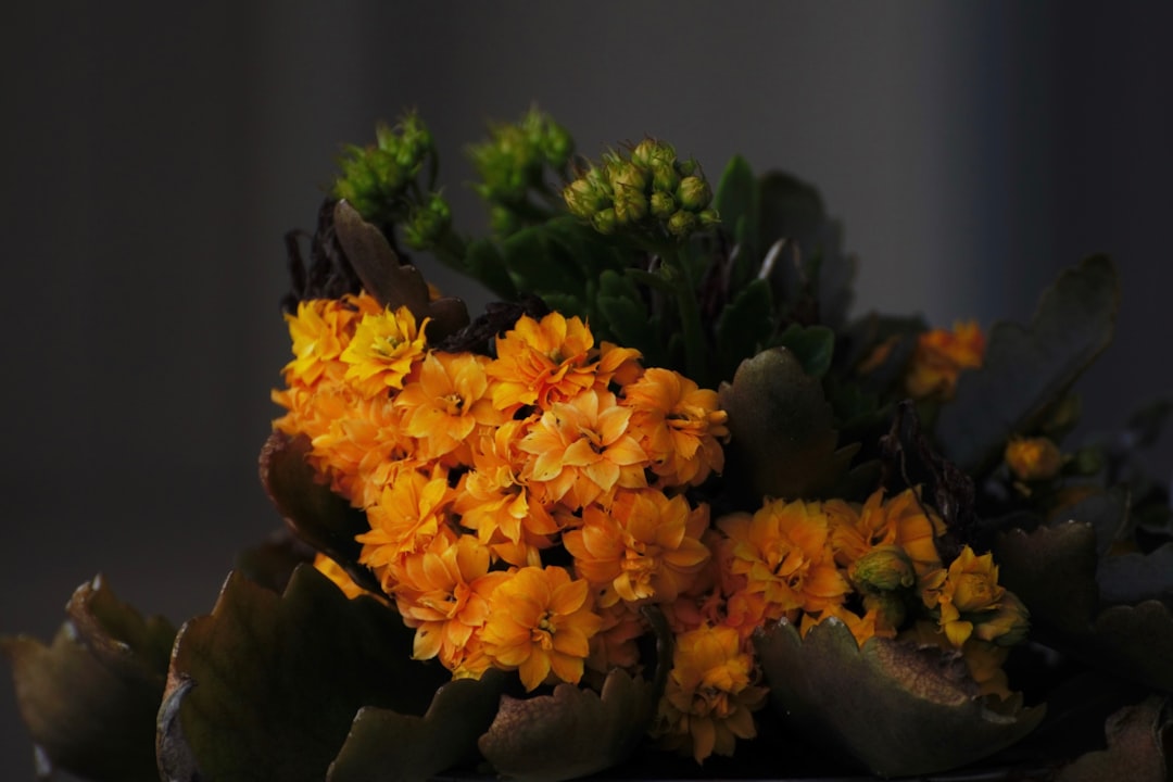 Kalanchoe: A Colorful and Low-Maintenance Houseplant